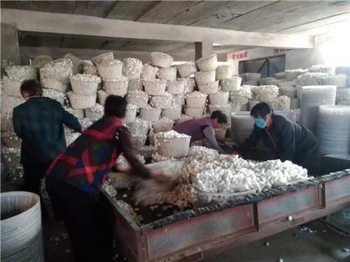 山東省泰安市秋季蠶繭喜獲豐收